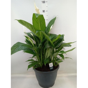 Spathiphyllum  'Bingo Cupido'