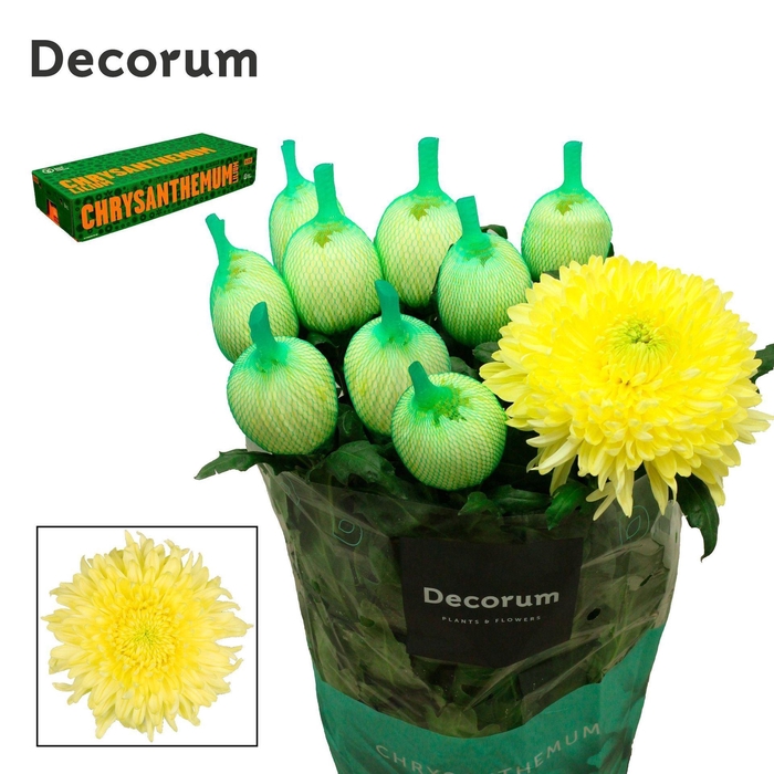 <h4>CHRYSANTHEMUM PL 'MAGNUM YELLOW'</h4>