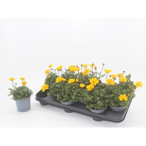 Bidens ferulifolia Golden Empire