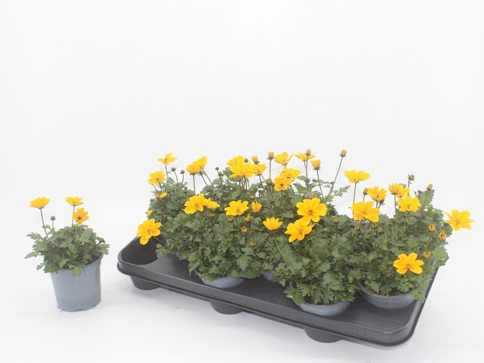 <h4>Bidens ferulifolia Golden Empire</h4>