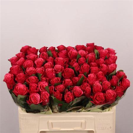 <h4>R Gr Tacazzi+</h4>