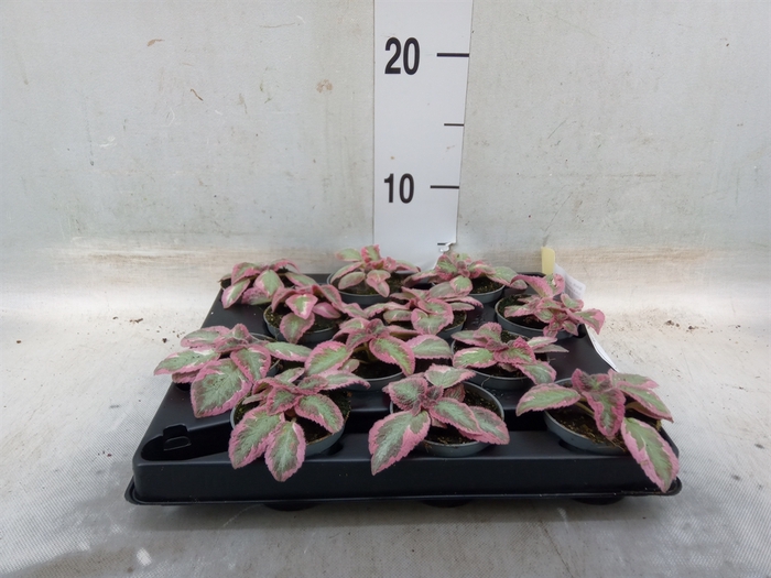 <h4>Episcia   ...</h4>