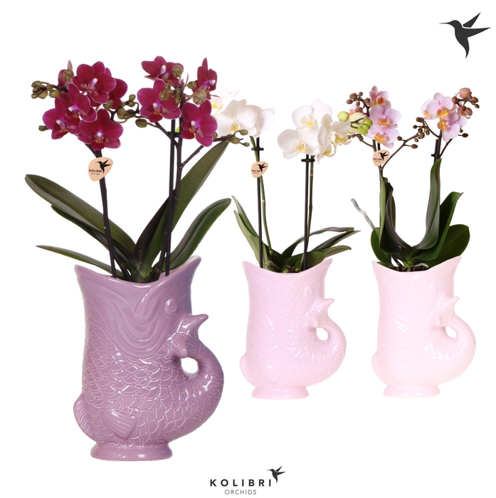 <h4>Kolibri Orchids Phalaenopsis mix 2 spike in Fish pot lila mix</h4>