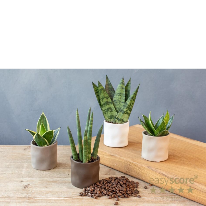 <h4>Organic Coffee Creations P6</h4>