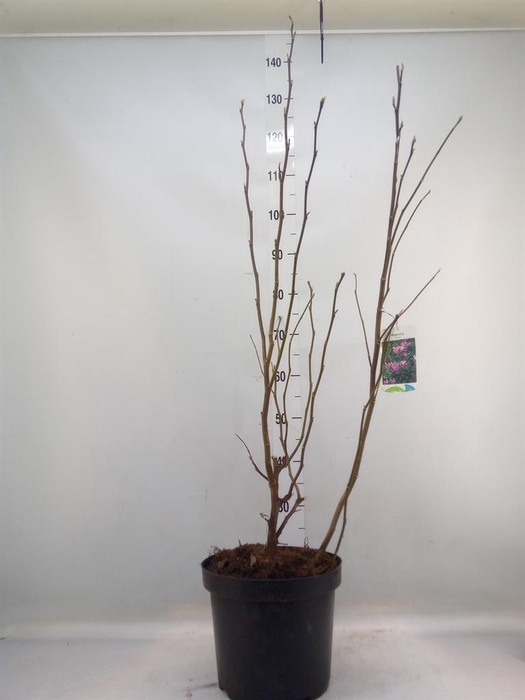 <h4>Magnolia  'Susan'</h4>