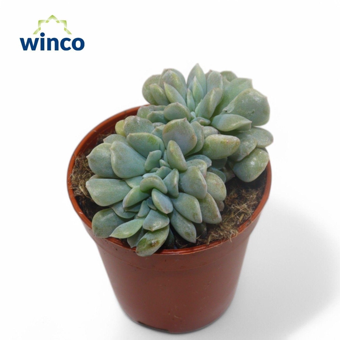 <h4>Echeveria Cubic Frost Cristata</h4>