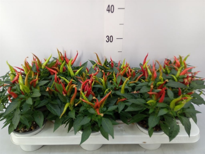 <h4>Capsicum annuum 'Joker'</h4>