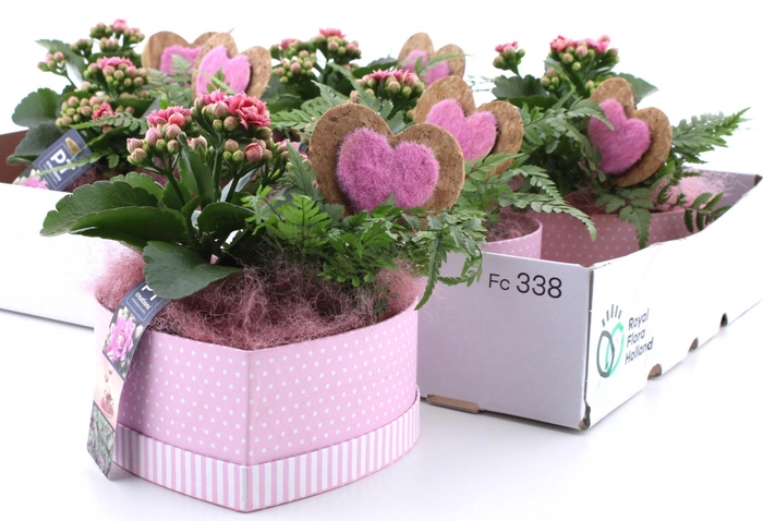 <h4>ARR KAMERPL</h4>