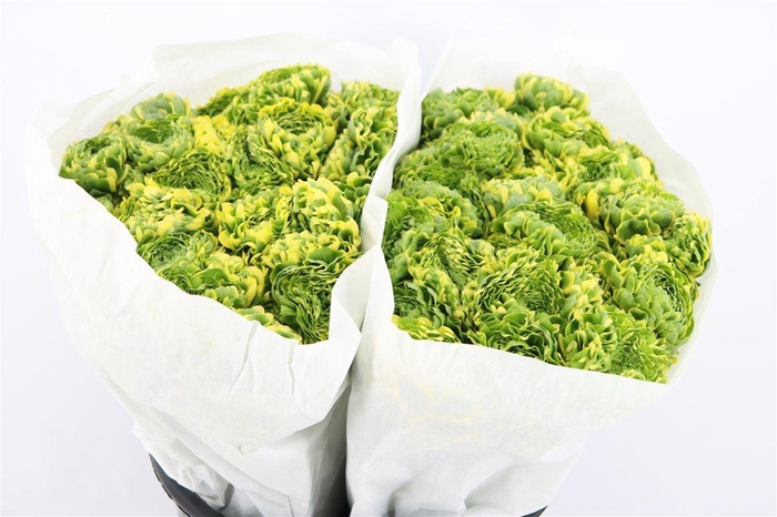 <h4>Ran Ponpon Ex Peter Pan</h4>