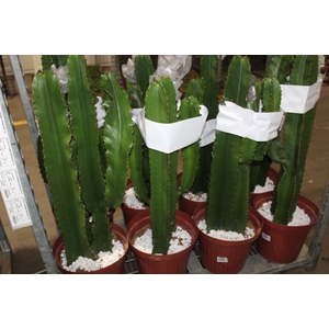 CACTUS EUPHORBIA MANDACARU P30