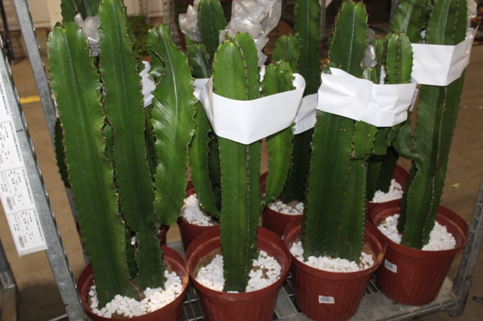 <h4>CACTUS EUPHORBIA MANDACARU P30</h4>