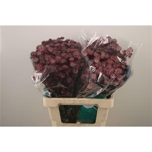 Astrantia Star Of Love Bordeaux