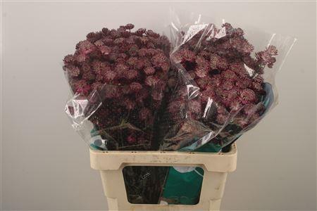 <h4>Astrantia Star Of Love Bordeaux</h4>