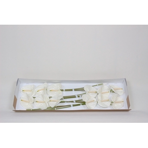 Anthurium aspire B1
