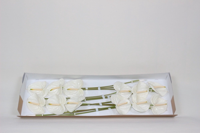 <h4>Anthurium aspire B1</h4>