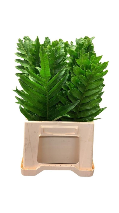 <h4>Agloamorpha 60</h4>