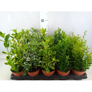 Euonymus japon.   ...mix