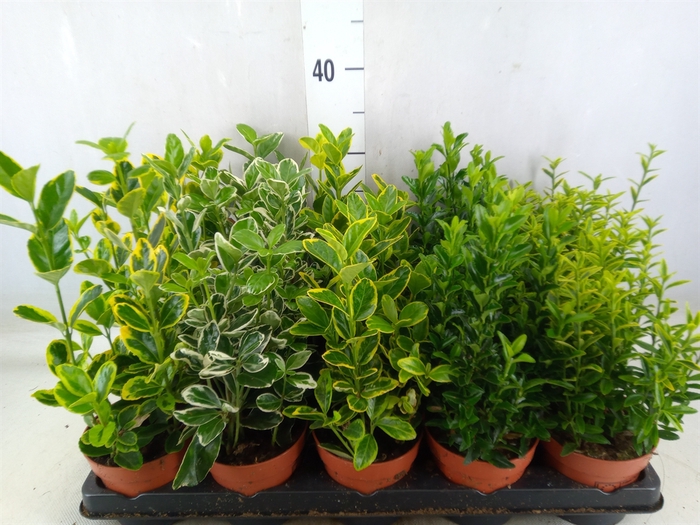 <h4>Euonymus japon.   ...mix</h4>