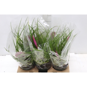 TILLANDSIA CYANEA P12