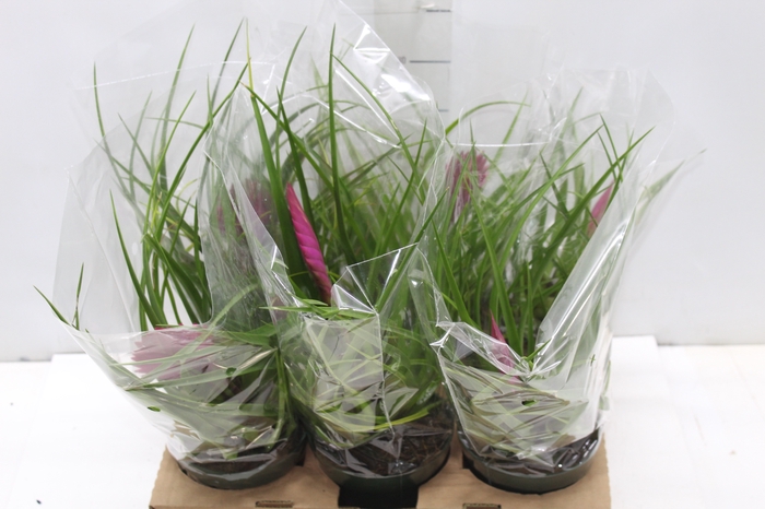 <h4>TILLANDSIA CYANEA P12</h4>