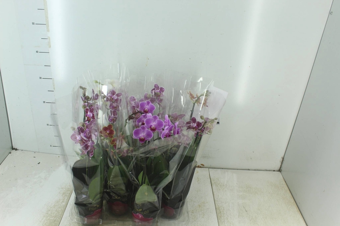 <h4>PHALAENOPSIS MINI P09 2 HT PREMIUM</h4>