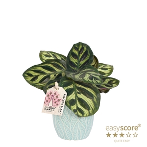 CALATHEA MAKOYANA P7 LEAF OCEAN