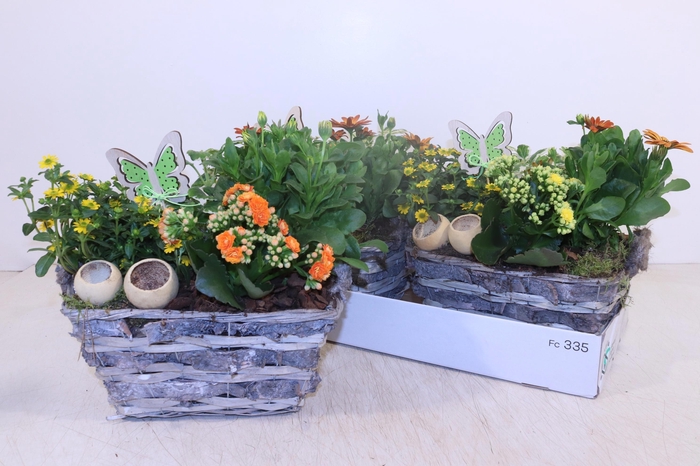<h4>ARR TUINPLANTEN</h4>