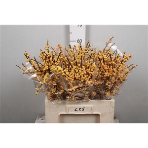 Ilex Ve Mag Citronella/gold