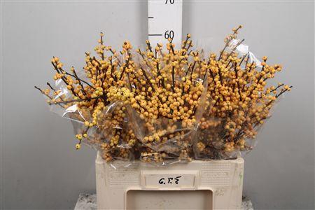 <h4>Ilex Ve Mag Citronella/gold</h4>