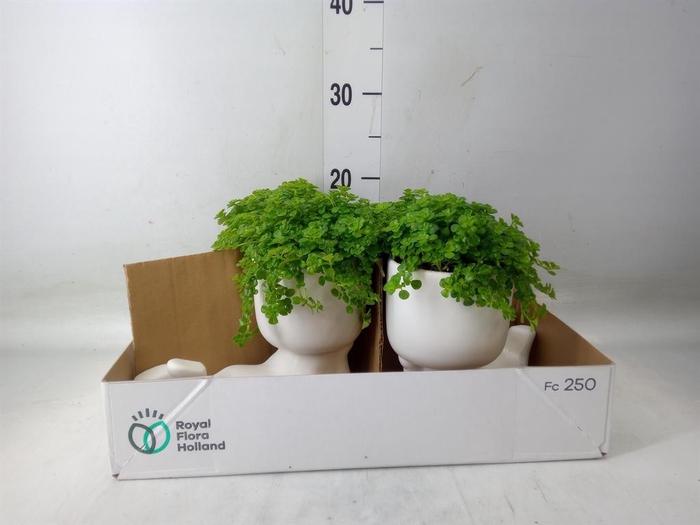 <h4>Arr. Kamerplant Groen L%</h4>