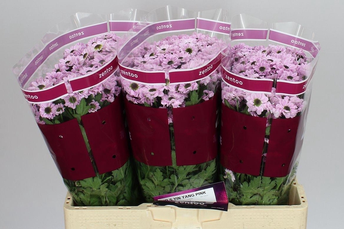 <h4>Sant Yin Yang Pink</h4>