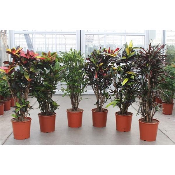 <h4>Codiaeum variegatum grootbladig gemengd</h4>