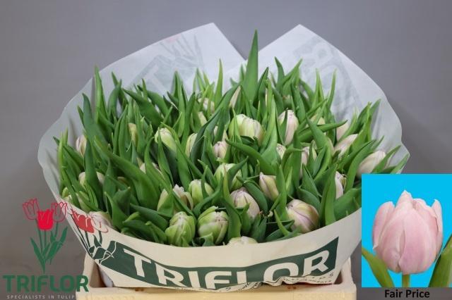 <h4>TU DU FAIR PRICE</h4>