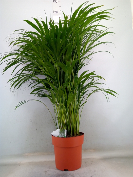 <h4>Dypsis lutescens   ...Chrysalidoca</h4>