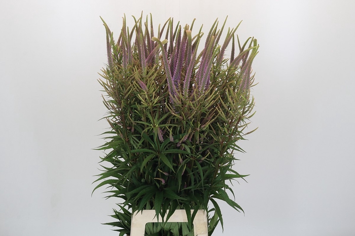 <h4>Veronicastrum Virg Fascination</h4>