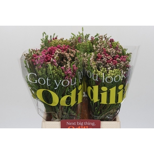 BQ Kaaps Groen Florimix