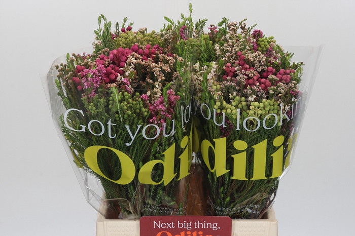 <h4>BQ Kaaps Groen Florimix</h4>