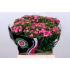 Dianthus Br Am Earl Dark supra