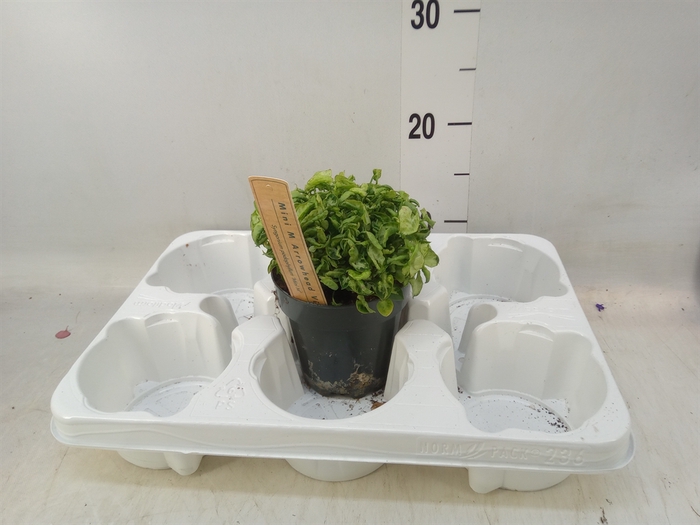 <h4>Syngonium   ...</h4>