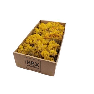 MOSS REINDEER MOSS 500GR YELLOW