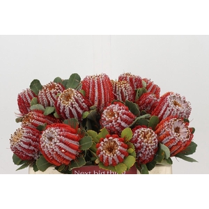 Banksia Coccinea