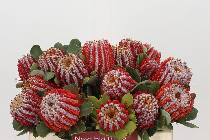 <h4>Banksia Coccinea</h4>