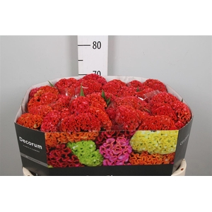 Cel C Reprise Orange