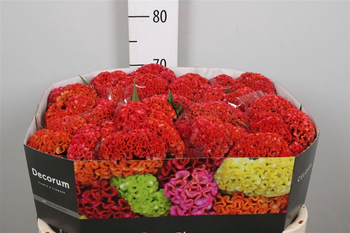 <h4>Cel C Reprise Orange</h4>