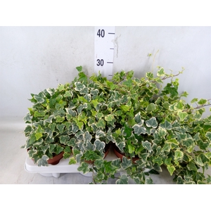 Hedera helix 'Eva'