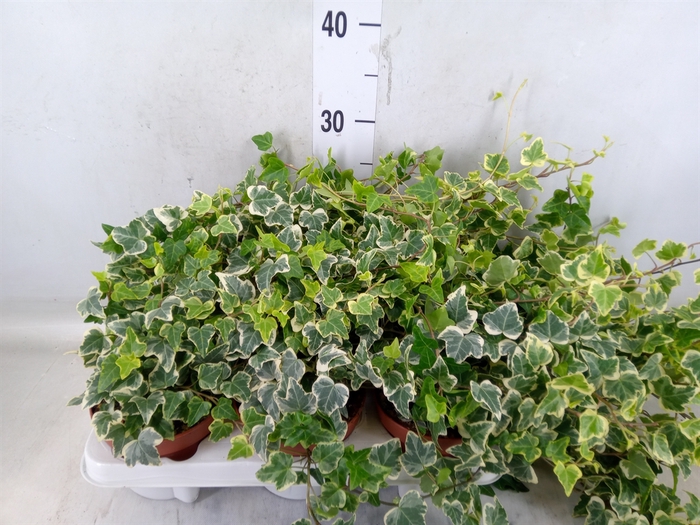 <h4>Hedera helix 'Eva'</h4>