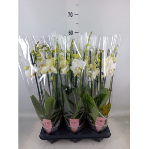 Phalaenopsis  'Ant Inverness'