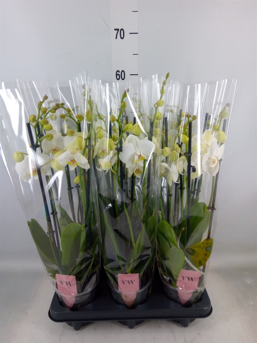 <h4>Phalaenopsis  'Ant Inverness'</h4>