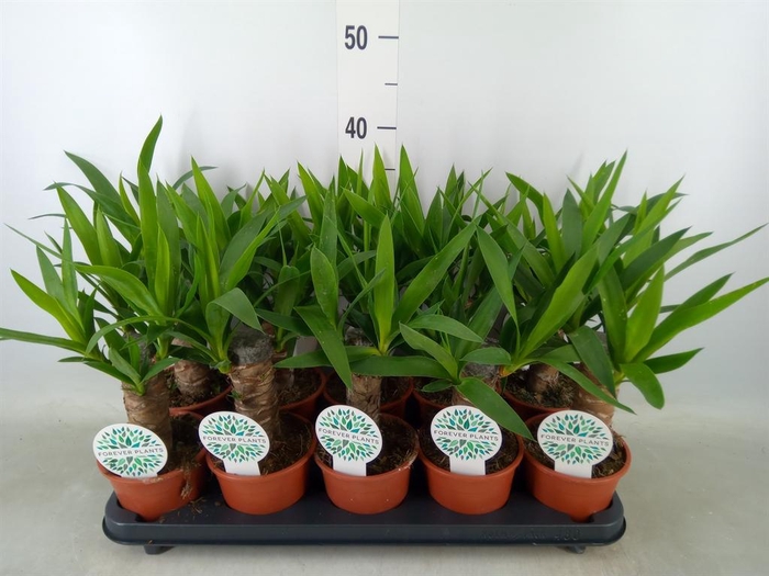 <h4>Yucca   ...</h4>