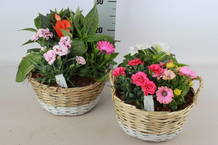 <h4>ARR TUINPLANTEN</h4>